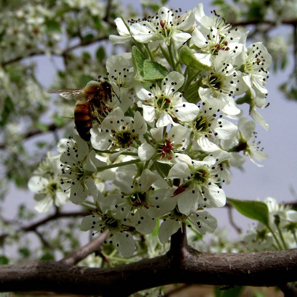 Pyrus betulifolia seed